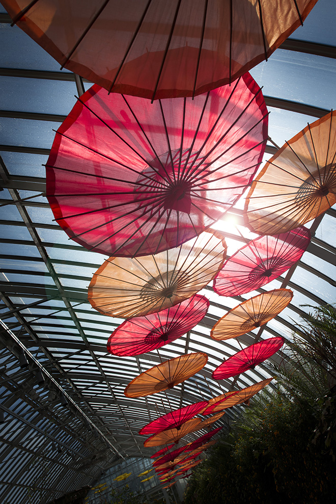 Japanese umbrellas at Phipps Conservatory