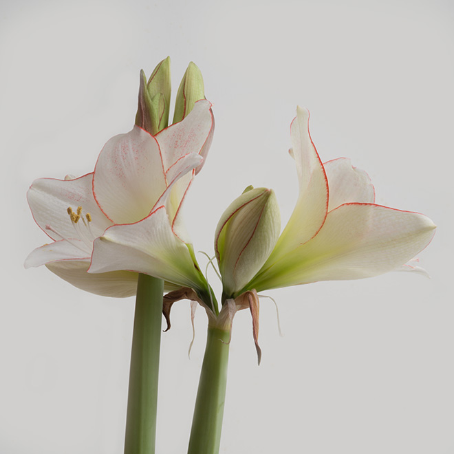 #amaryllis, #bloom, #spring, #white