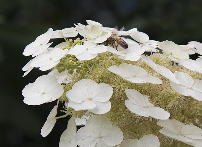 #white, #bee, #pollinate, #oakleafhydrangea, #hydrangea, #macro, #macrophotography