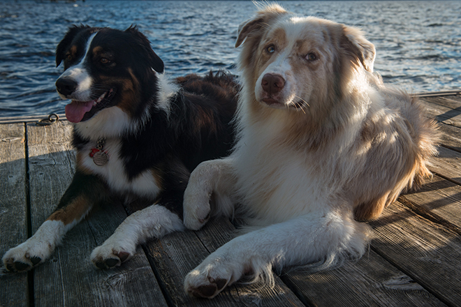 #canada, #muskoka, #muskokalake, #aussie, #australianshepherd, #dock, #dogs, #summer