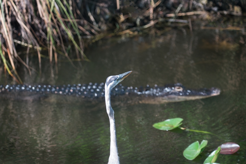 #blueheron, #alligator, #sharkvalley, #swimming, #everglades, #wildlife, #nature