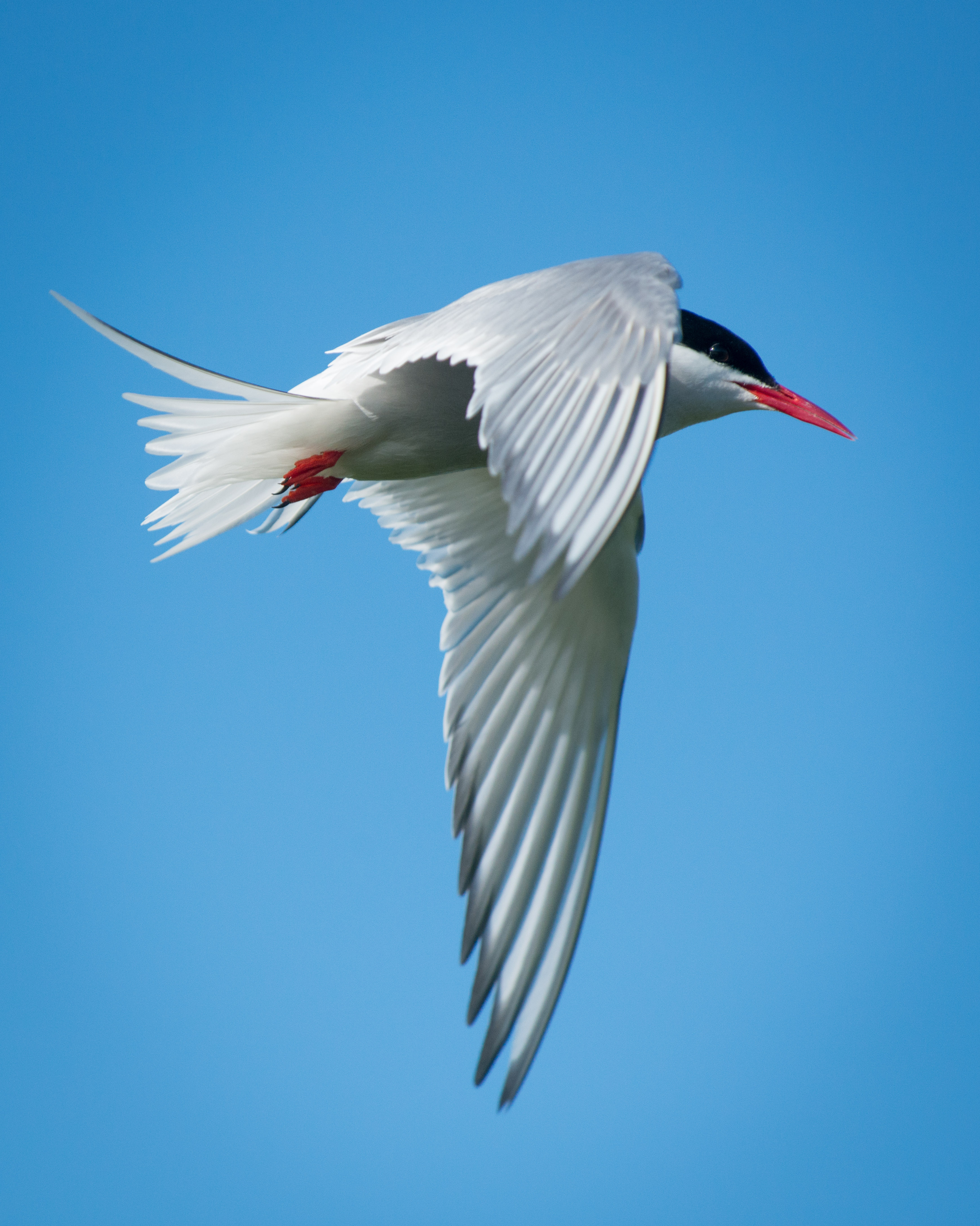 #bird, #tern, #arctictern, #iceland, #vigurisland, #windstar, #flight, #migration