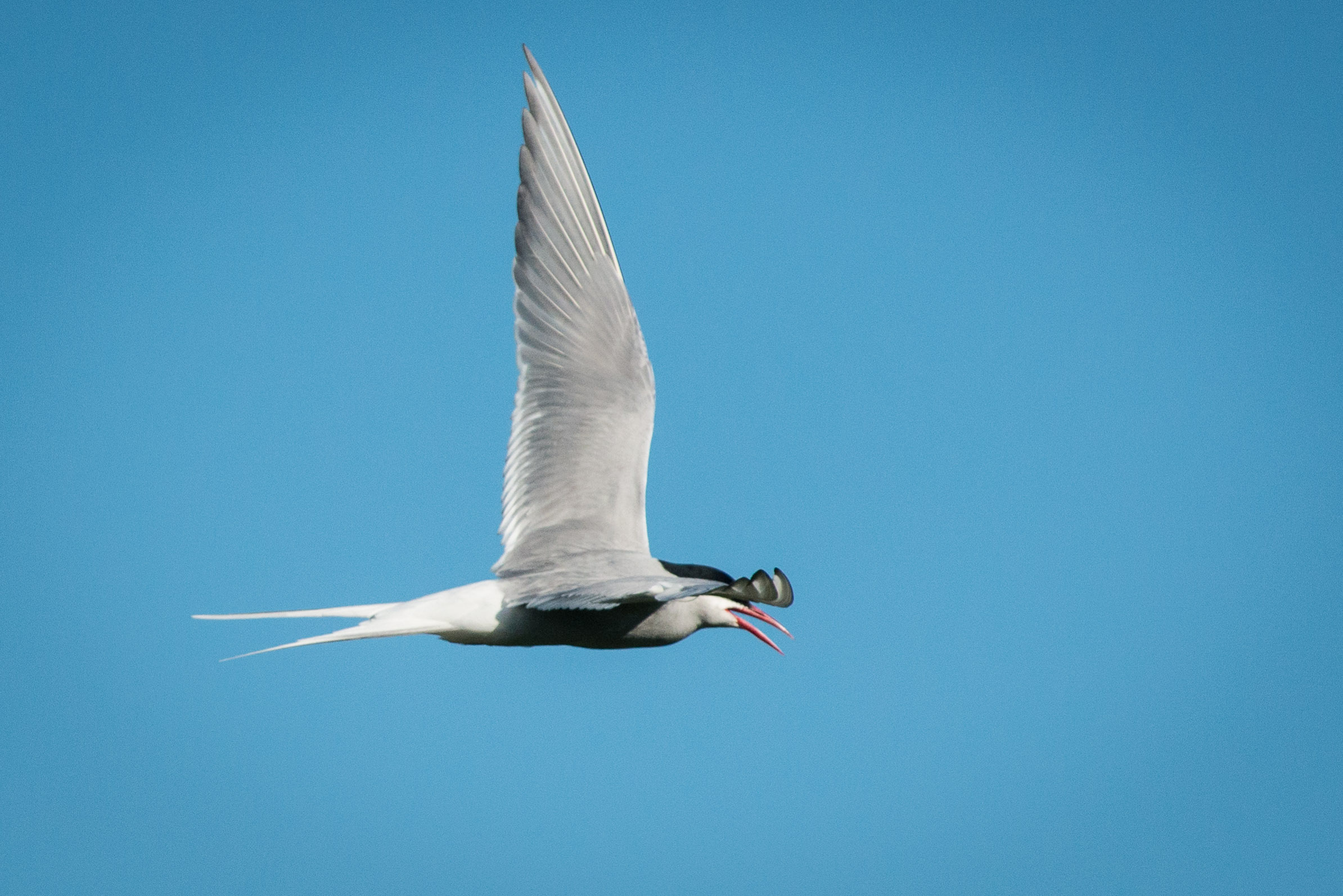 #bird, #tern, #arctictern, #iceland, #windstar, #vigurisland, #nikond800, #flight, #nature, #wildlife