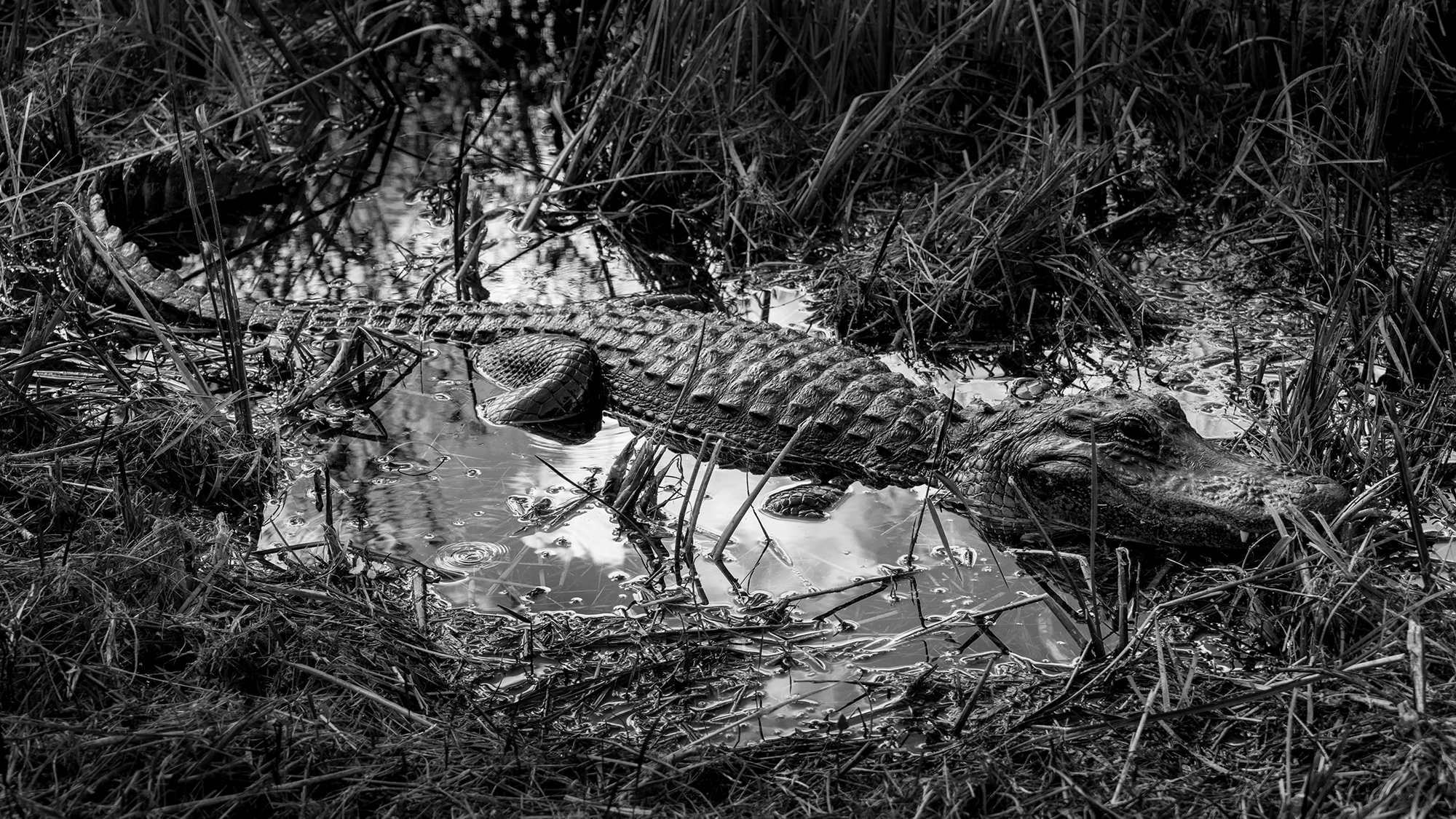 #gator, #alligator, #americanalligtor, #everglades, #nationalpark, #florida, #sharkvalley, #dangerous,
