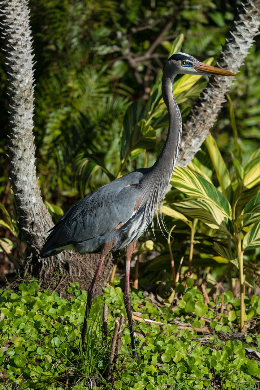 #heron, #blueheron, #greatblueheron, #eye, #breedingplumage, #standing, #wildlife, #birds, #florida