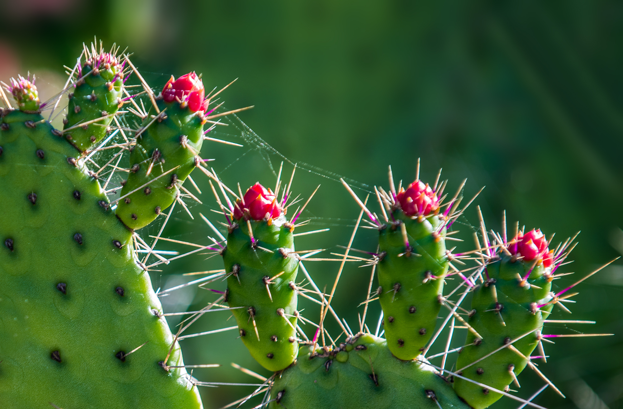 #cactus, #flowers, #redandgreen, #spikes, #sunlit, #cobweb, #web, #spider