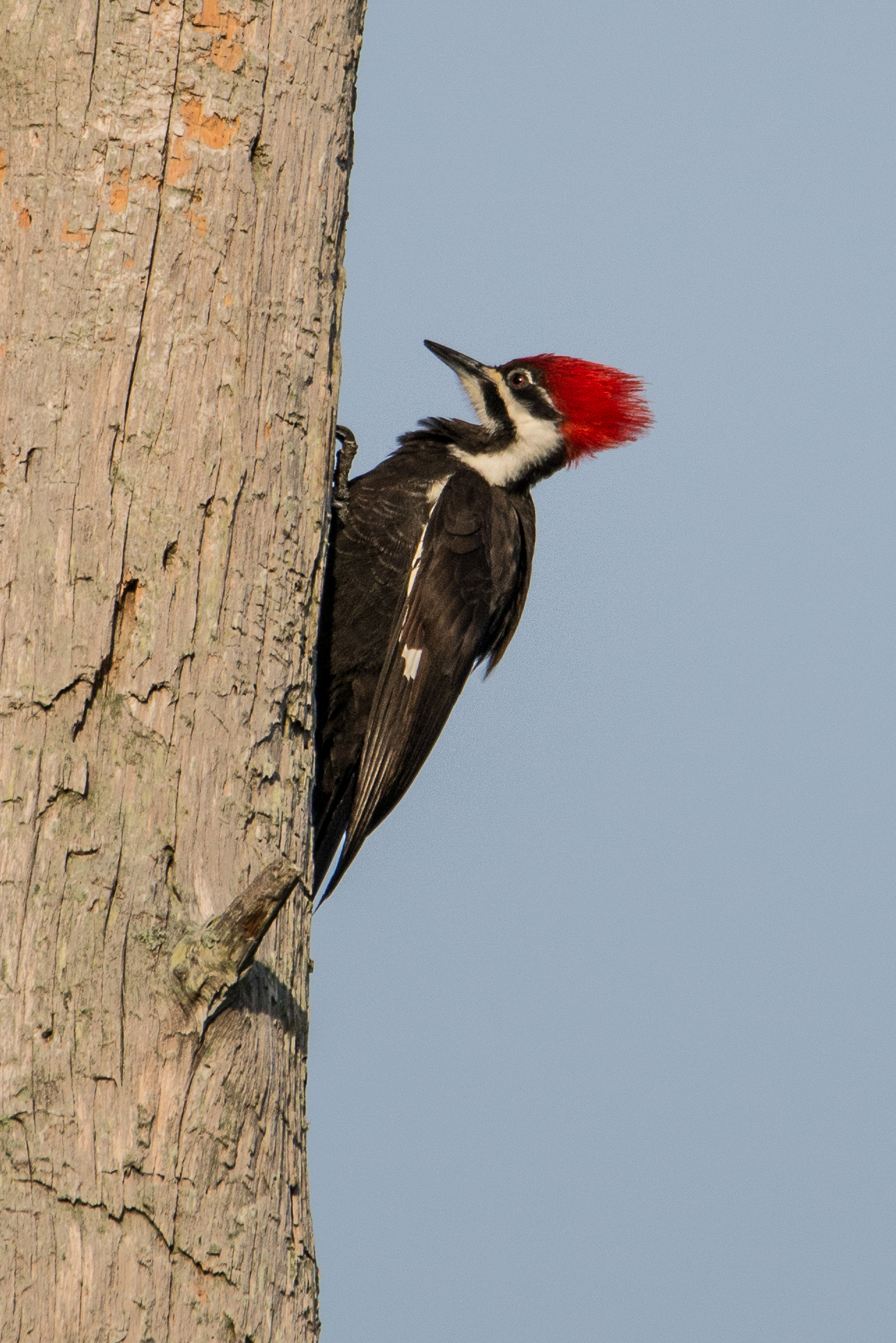 #woodpecker, #birds, #tamron, #nikon, #nature, #pileatedwoodpecker, #naples