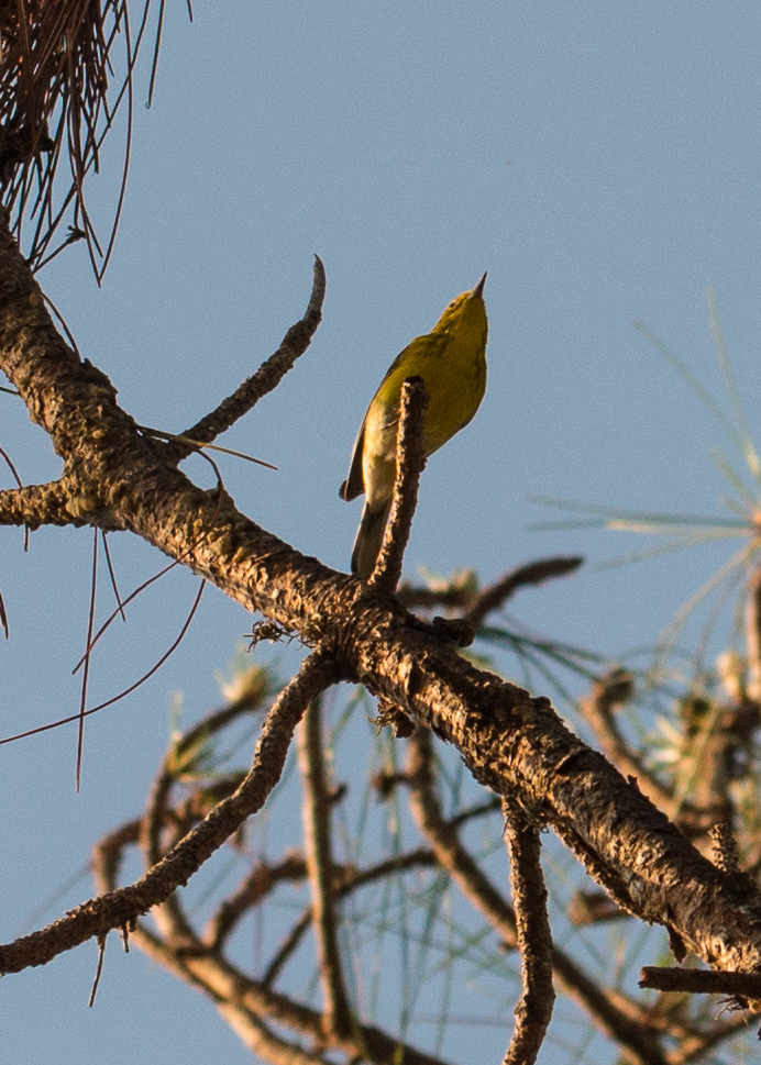 #palmwarbler, #yellow, #dawn, #bird, #birdphotography, #nikon, #tamron