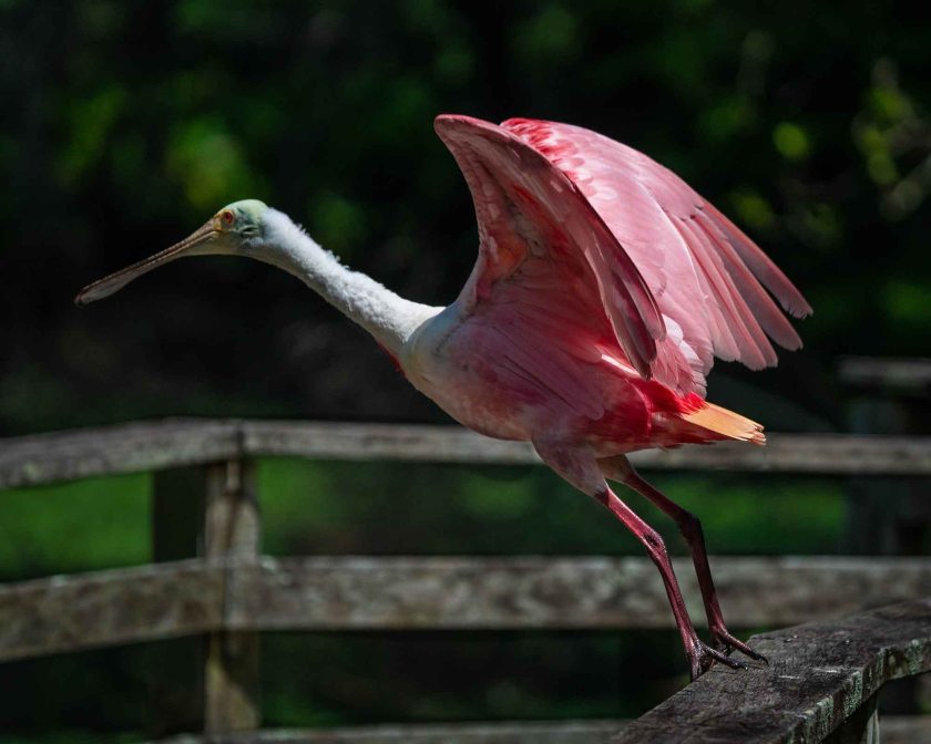 #roseatespoonbill, #florida, #bird, #feathers, #pink, #corkscrew, #profile, #flight