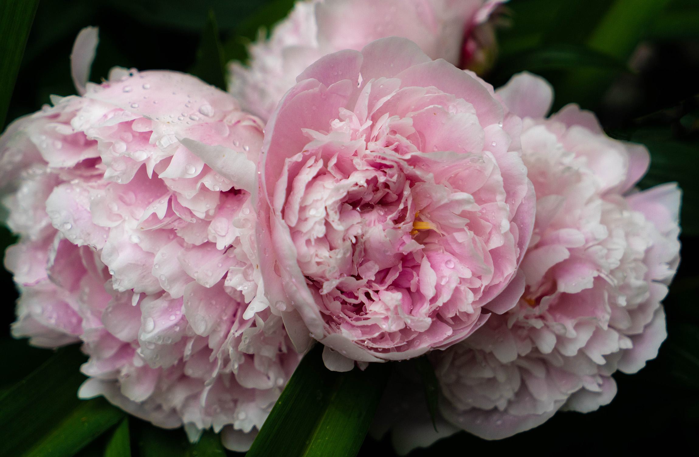 #pink, #peonies, #may, #rain, #raindrops, #spring, #nature, #flowers, #mybackyard, #bouquiet, #sony