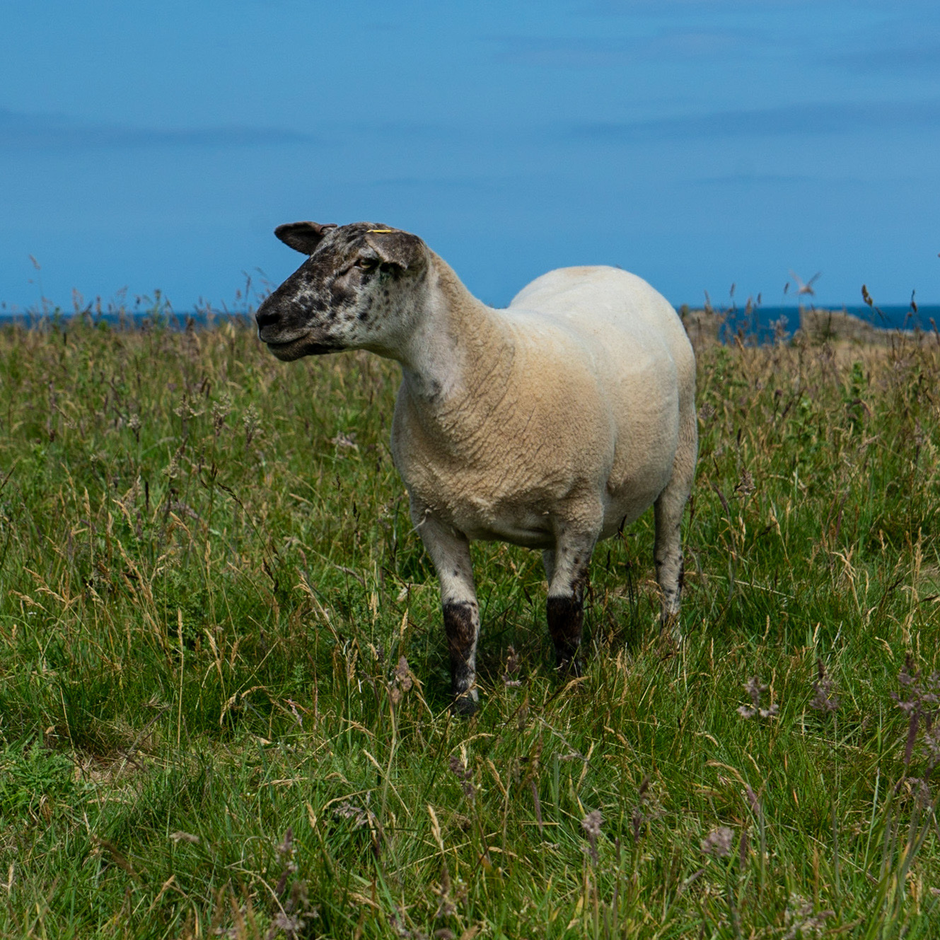 sheep-8312