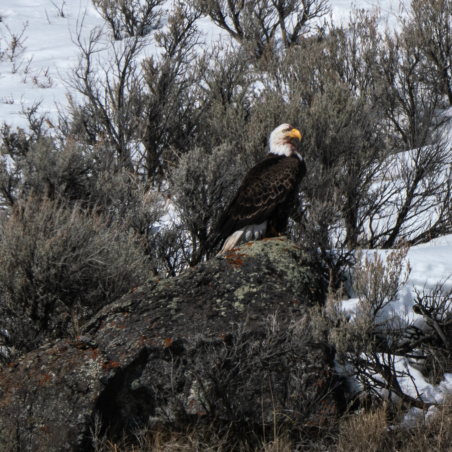 #baldeagle, #eagle, #blood, #predator, #prey, #wildlife, #wildlifephotography, #sony