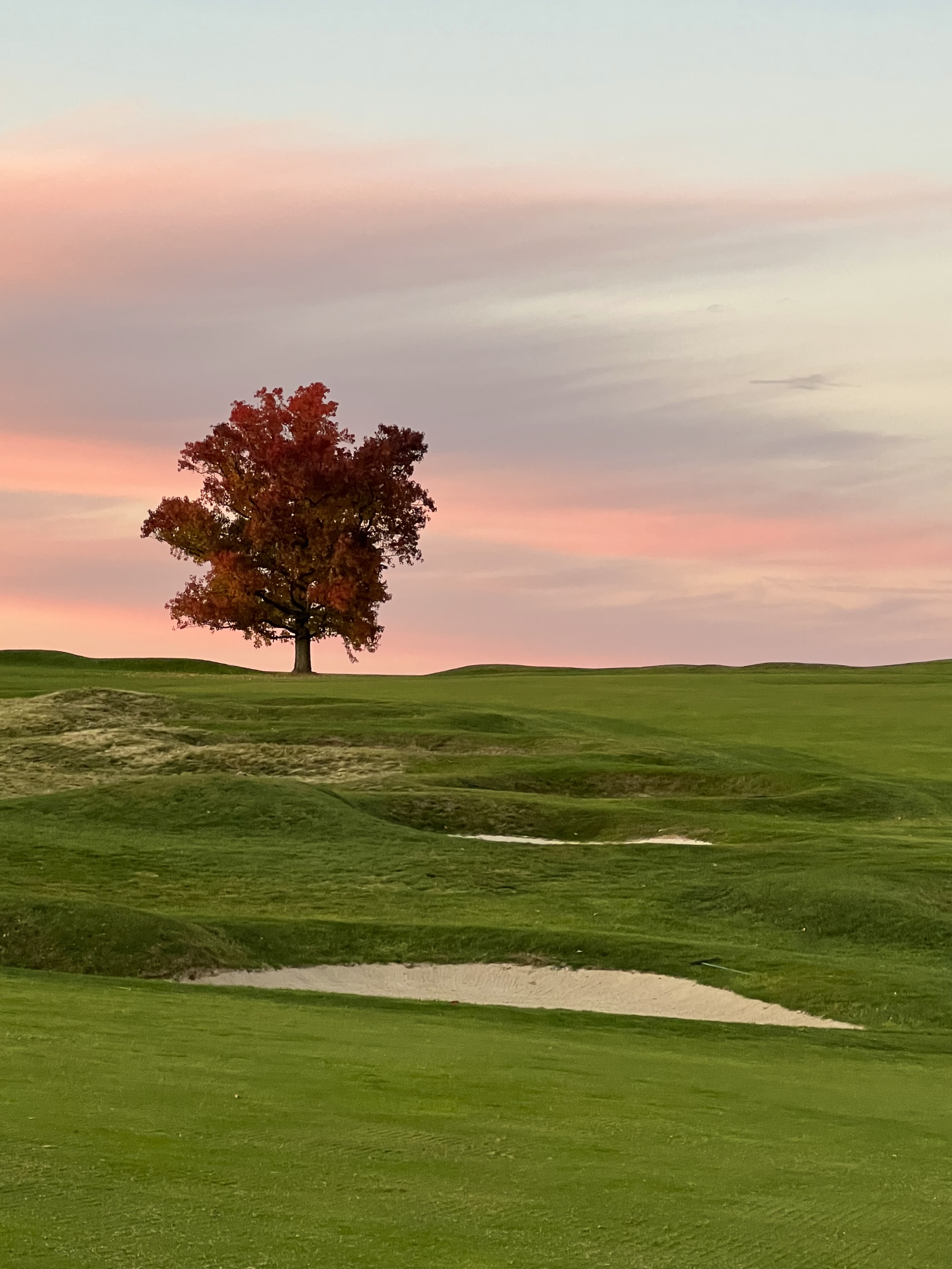 golf course, red tree, sunset