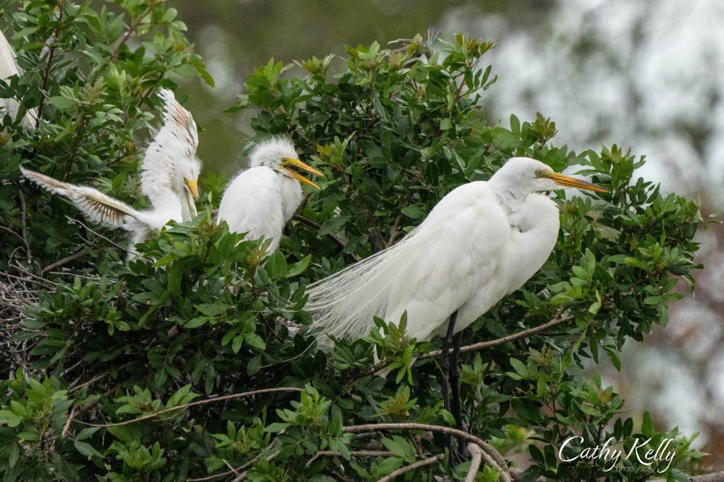 egret, nest, babies, young, family