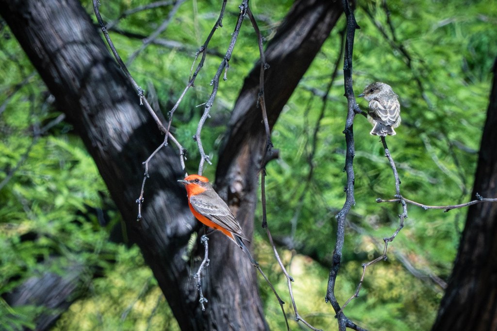 vermilion flycatcher, bird, Arizona, copyright Cathy Kelly